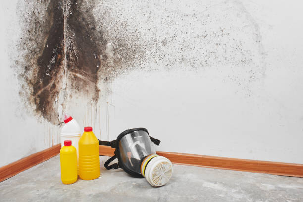 Best Post-Flood Mold Remediation in Green Tree, PA