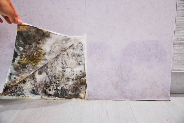 Best Bathroom Mold Remediation in Green Tree, PA